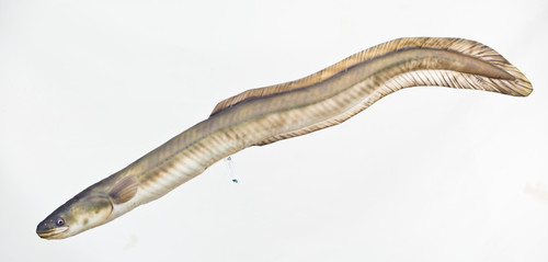 Gaby kuscheltier fisch - kuscheltier, kissen